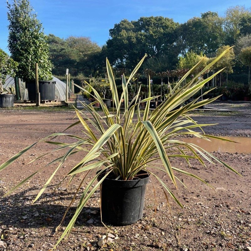 Essential Facts About Phormium 'Golden Ray' for UK Gardens in 2024