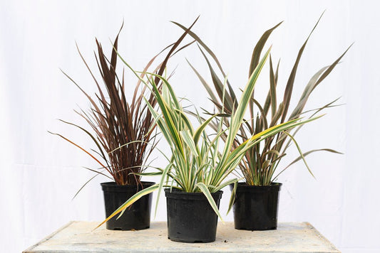 Phormium Tenax - The True Garden Status - Web Garden Centre