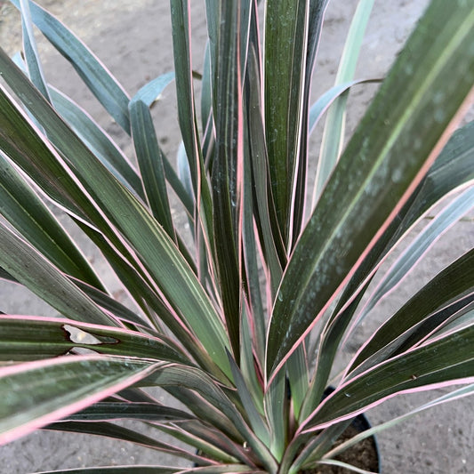 Phormium varieties: Phormium 'Pink Stripe' and Phormium 'Alison Blackman'. - Web Garden Centre