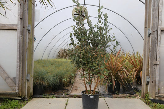 Pineapple Guava Plant - A Guide to Feijoa Sellowiana Plant and Fruit - Web Garden Centre