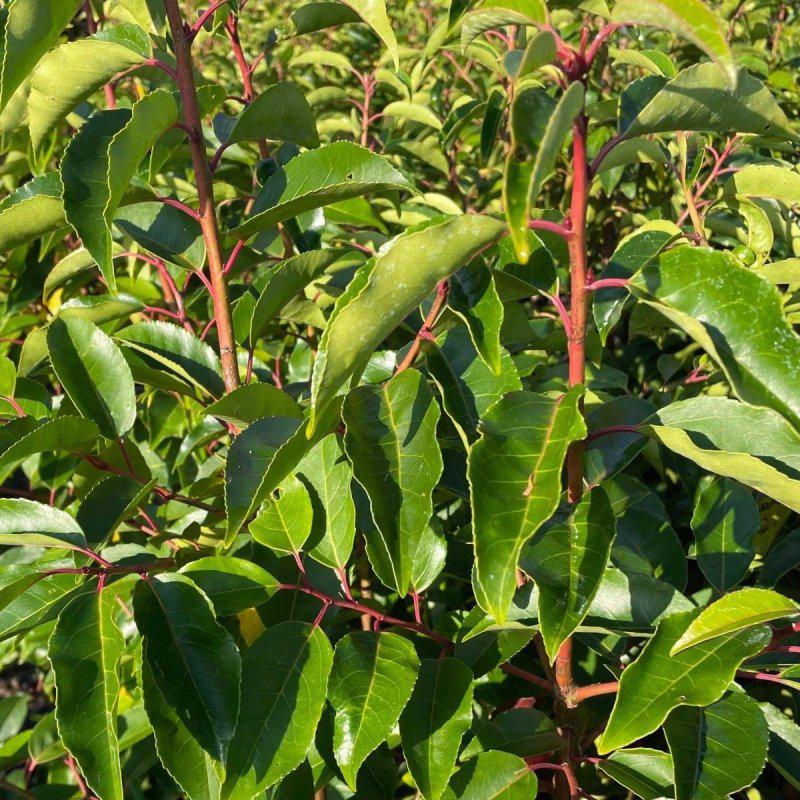 Hedging Plants Care Guide – For Bay Laurel, Cherry Laurel, Eleagnus, Leylandii, Photinia Red Robin, Portuguese Laurel & English Yew