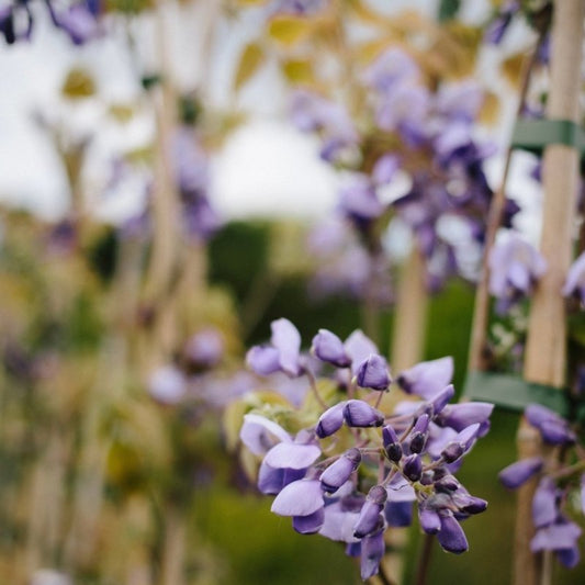 Reaching New Heights: The Top 10 Climbing Plants for Your Garden in 2024 - Web Garden Centre