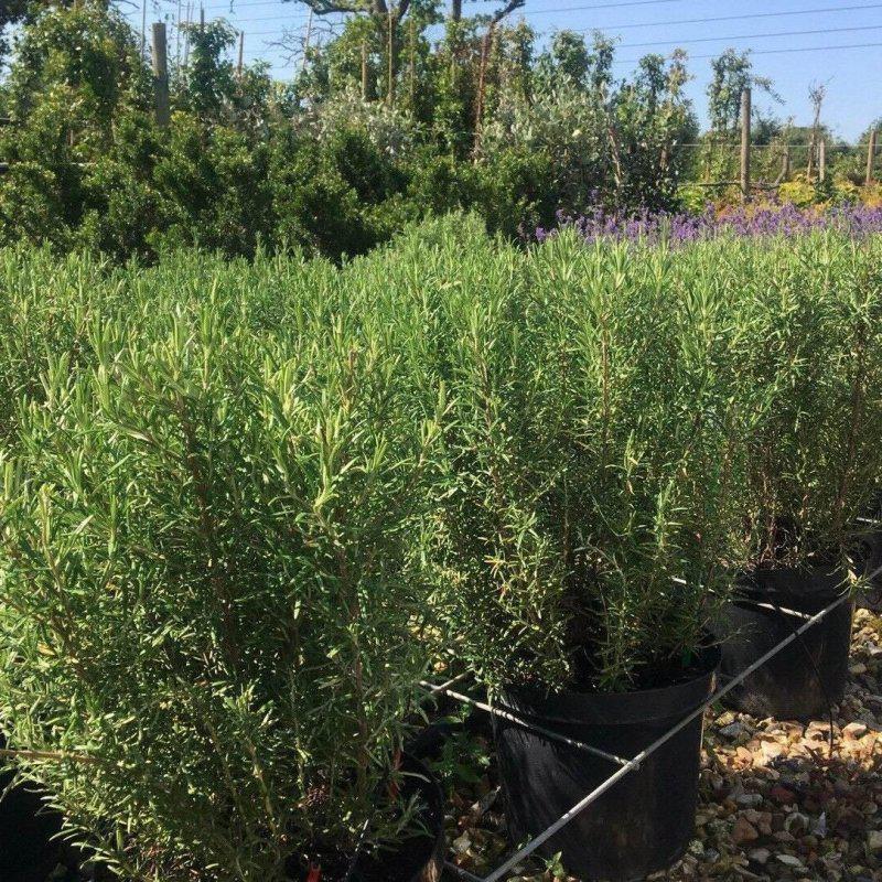 Rosemary Care Guide – Growing Rosmarinus officinalis in the UK