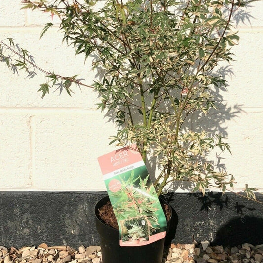 Specimen Acer Plants to Buy: A Guide to 7 Stunning Cultivars - Web Garden Centre