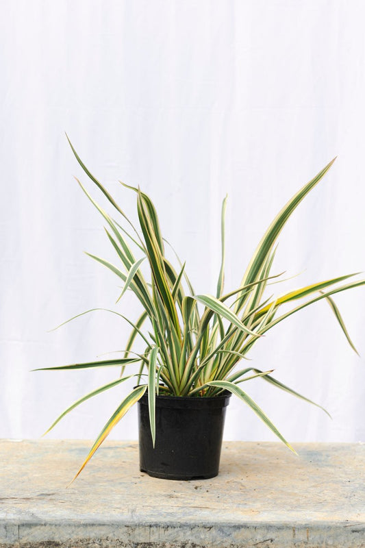 The 5 Incredible Ways How Phormiums Are Changing the Face of Urban Gardens - Web Garden Centre
