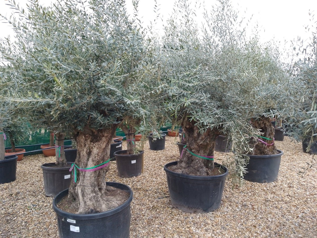 The Beauty and Resilience of Gnarled Olive Trees: A Symbol of Strength and Perseverance - Web Garden Centre