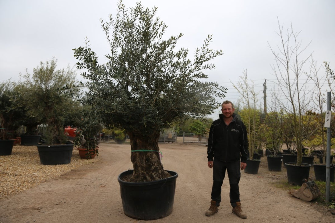 The Comprehensive Guide to Olive Trees in the UK: History, Care, and Varieties - Web Garden Centre