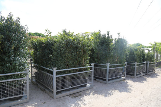The Ultimate Guide to Hedging Plants: Top Choices for Outdoor Privacy - Web Garden Centre