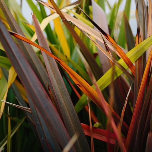 The Ultimate Guide to Phormiums: Unveiling the Top 10 UK Varieties for 2024 - Web Garden Centre