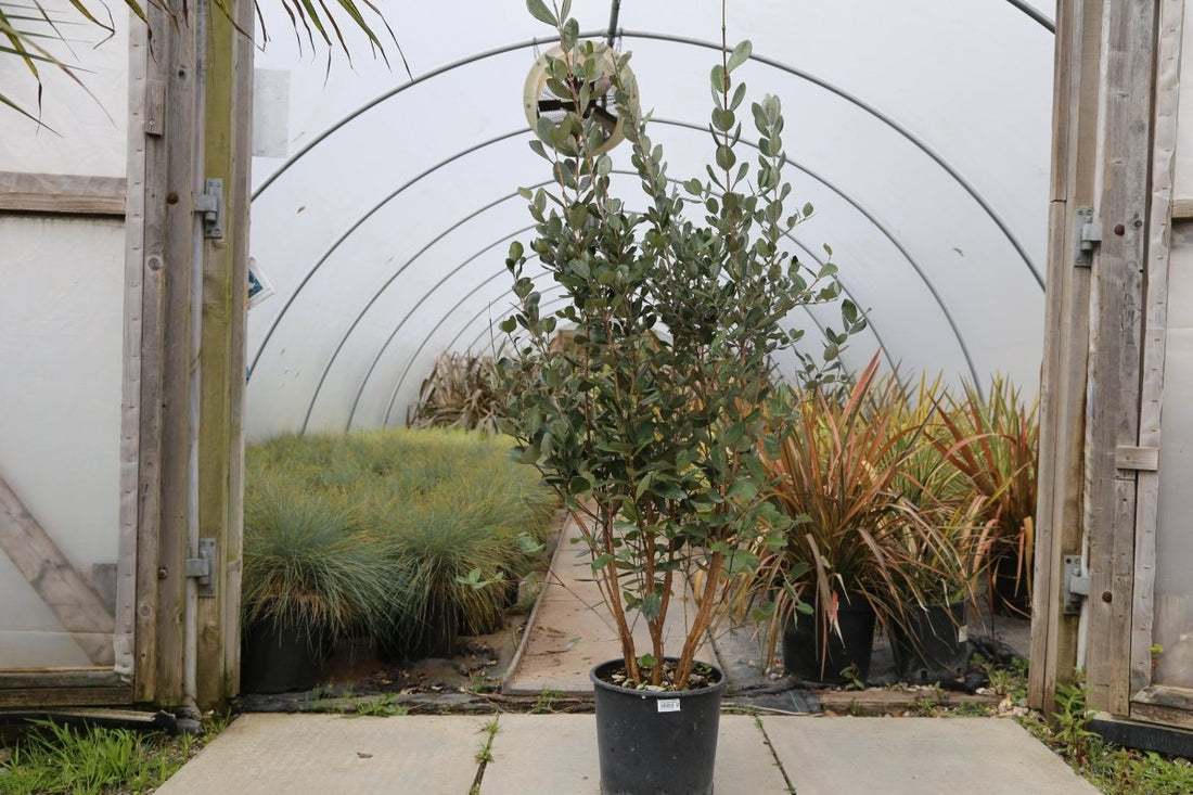 The Web Garden Centre: Your Digital Gateway to a Lush Garden - Web Garden Centre