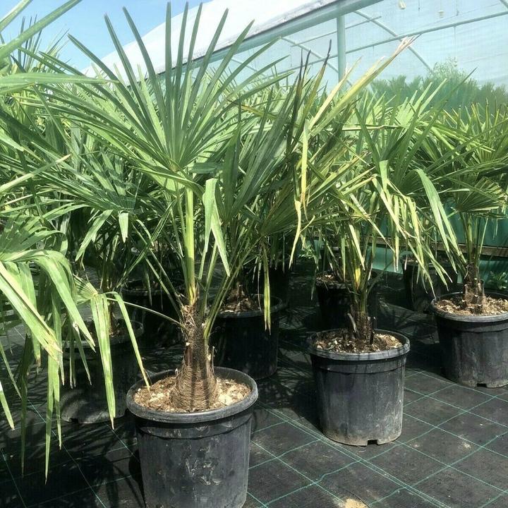 The Windmill Palm Phenomenon: Why Everyone Loves Trachycarpus Fortunei - Web Garden Centre