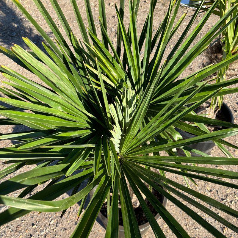 Exotic Palms for UK Gardens: Choosing Trachycarpus fortunei and Chamaerops humilis for a Tropical Look