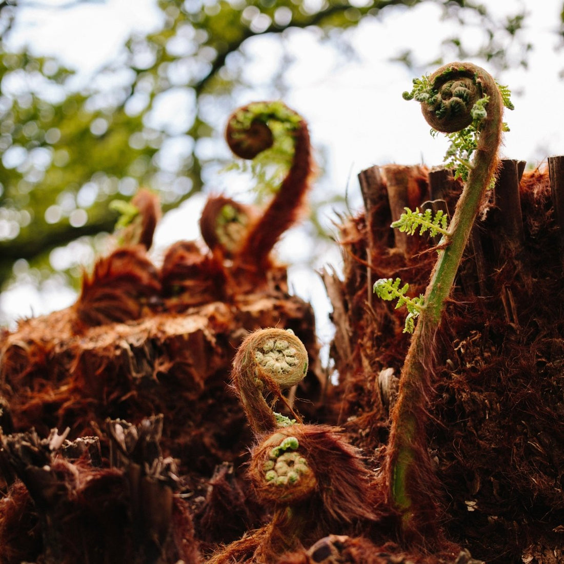 The Beauty of Tree Ferns: Effective Care for Dicksonia antarctica in a British Climate