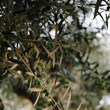 Twisted Olive Trees: Nature's Artistic Marvel - Web Garden Centre