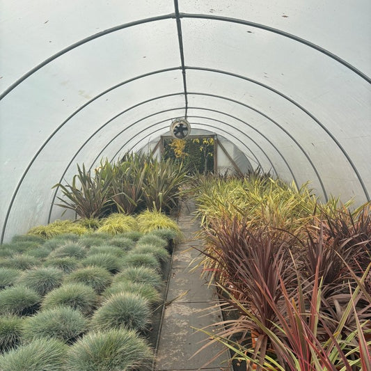 Ultimate Guide to Growing and Caring for Phormium: Varieties, Planting Tips, and Maintenance - Web Garden Centre