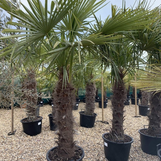 Unlocking the Secrets of the Trachycarpus Fortunei Root System - Web Garden Centre