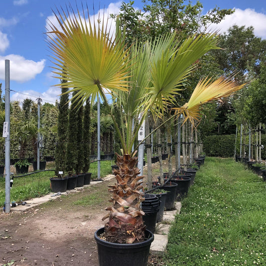 Washingtonia robusta Care Guide – Growing the Mexican Fan Palm in the UK 2025