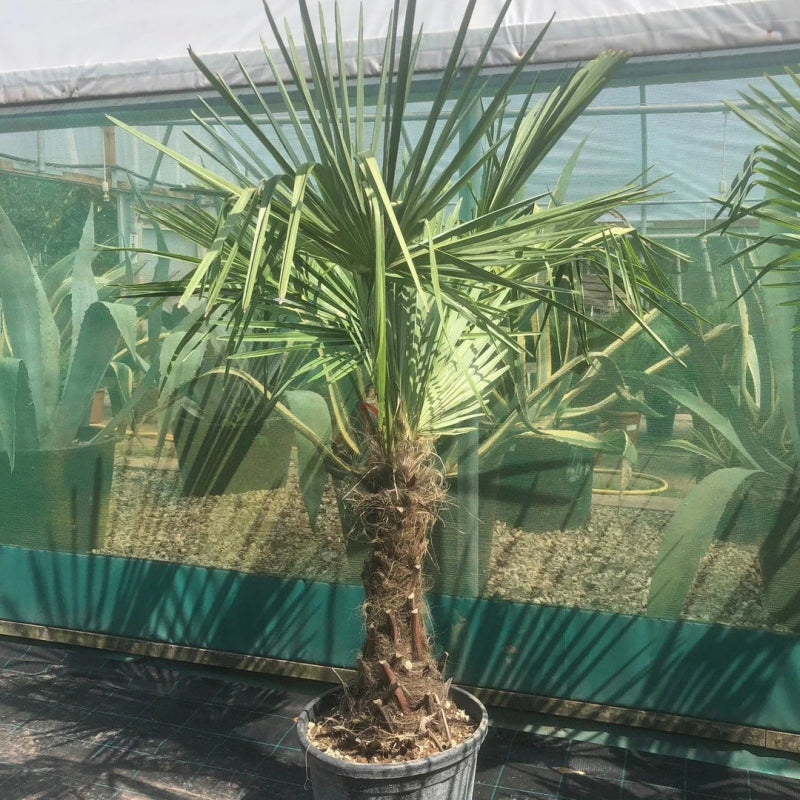 Windmill Palm Tree Growth Rate: A Comprehensive Guide - Web Garden Centre