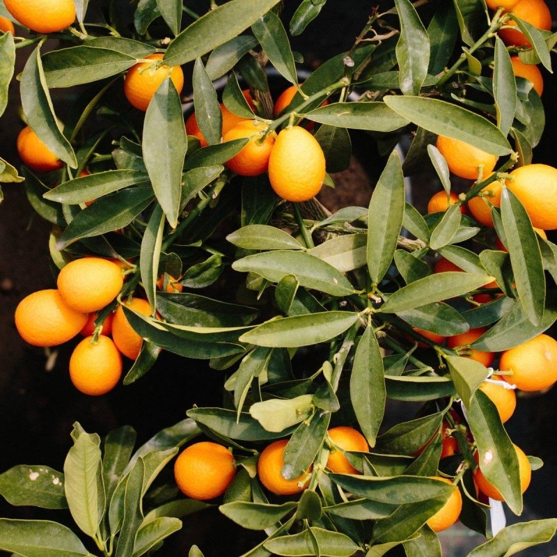 Citrus Standards - Web Garden Centre