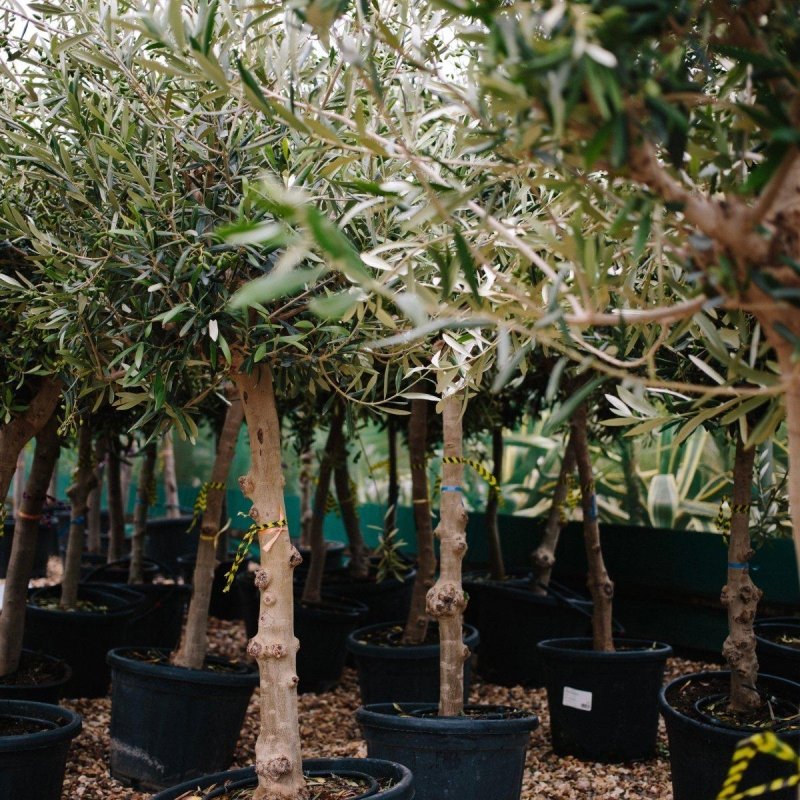Heavy Standard Olive Trees - Web Garden Centre