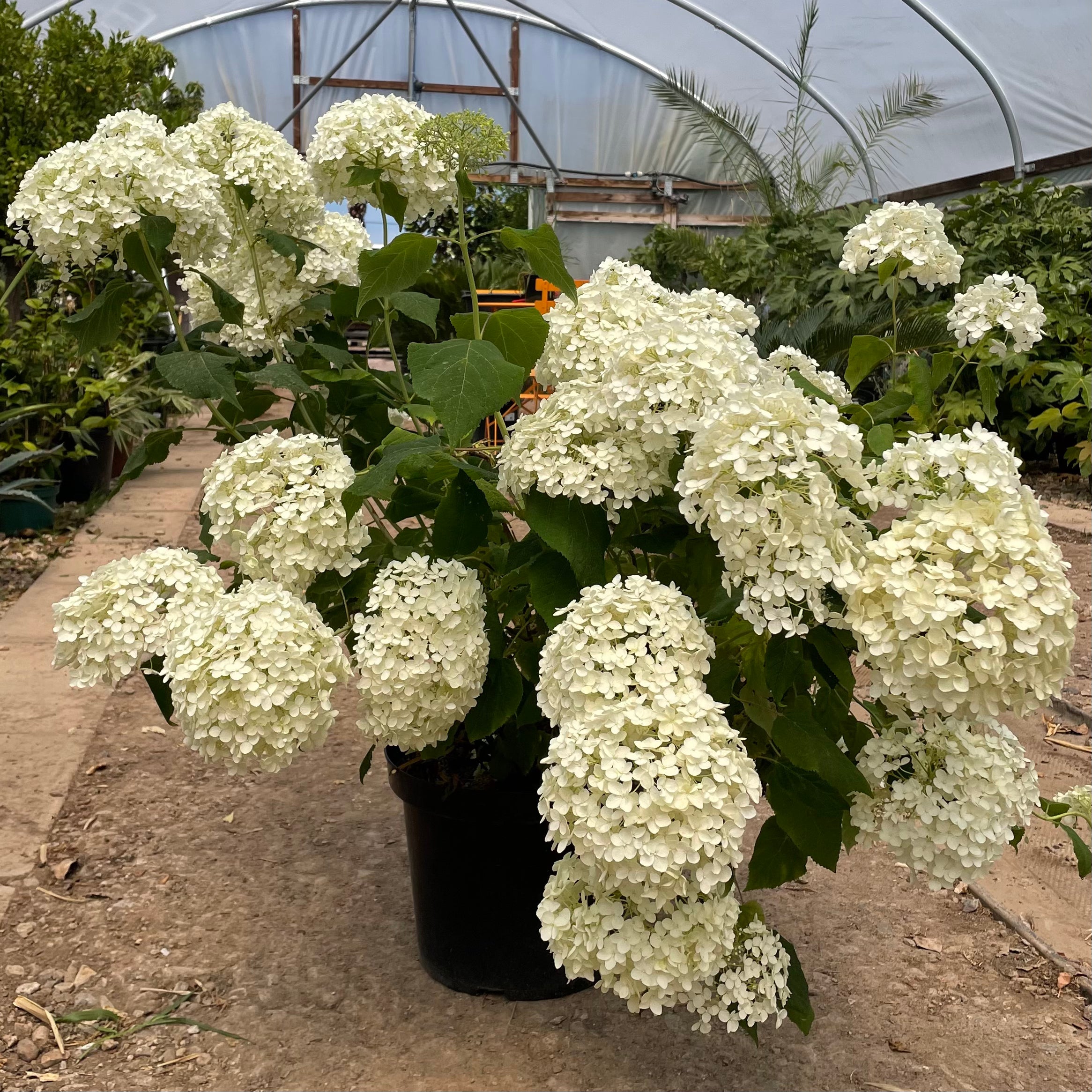 See our collection of Hydrangeas to buy online