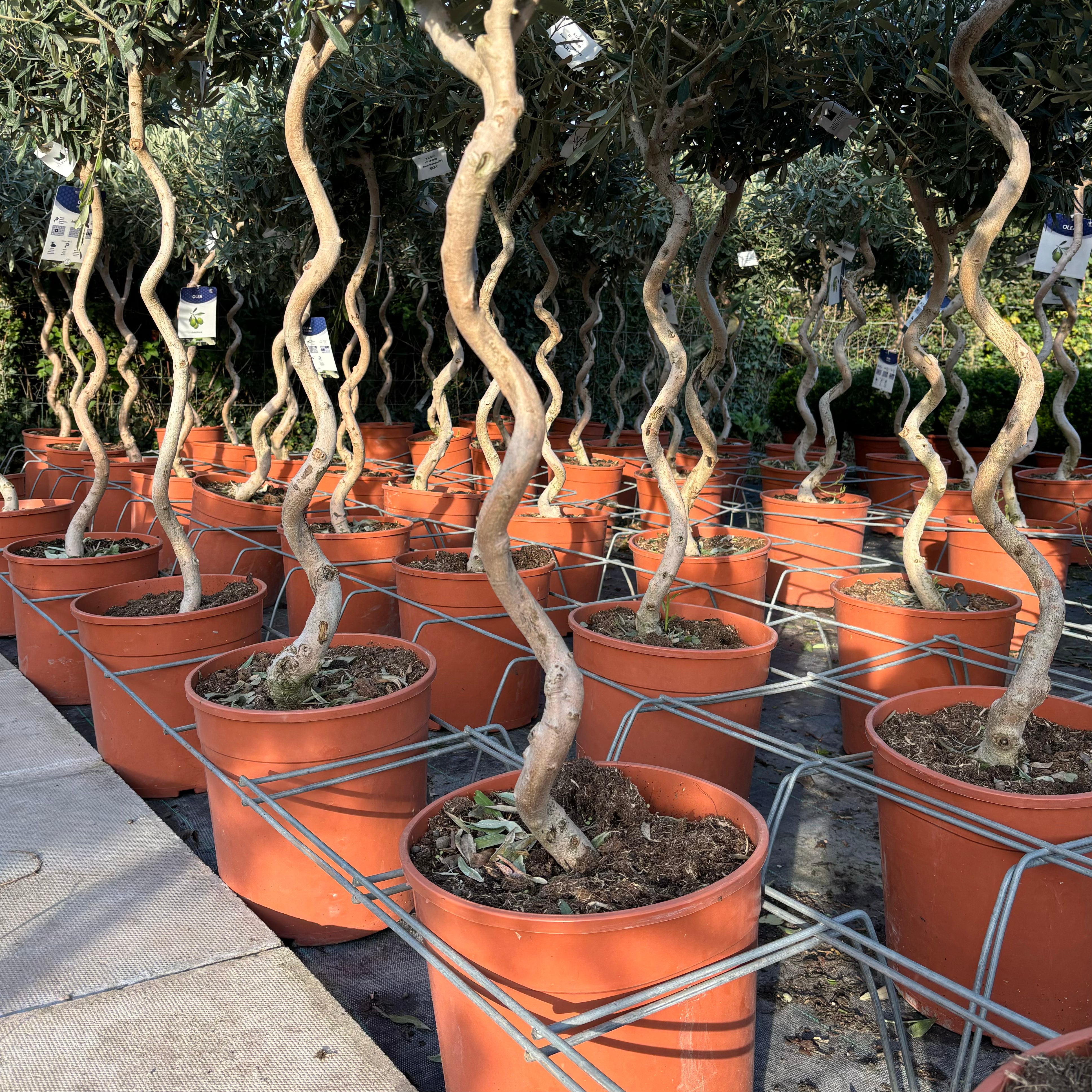 See our collection of Corkscrew Olive trees to buy online