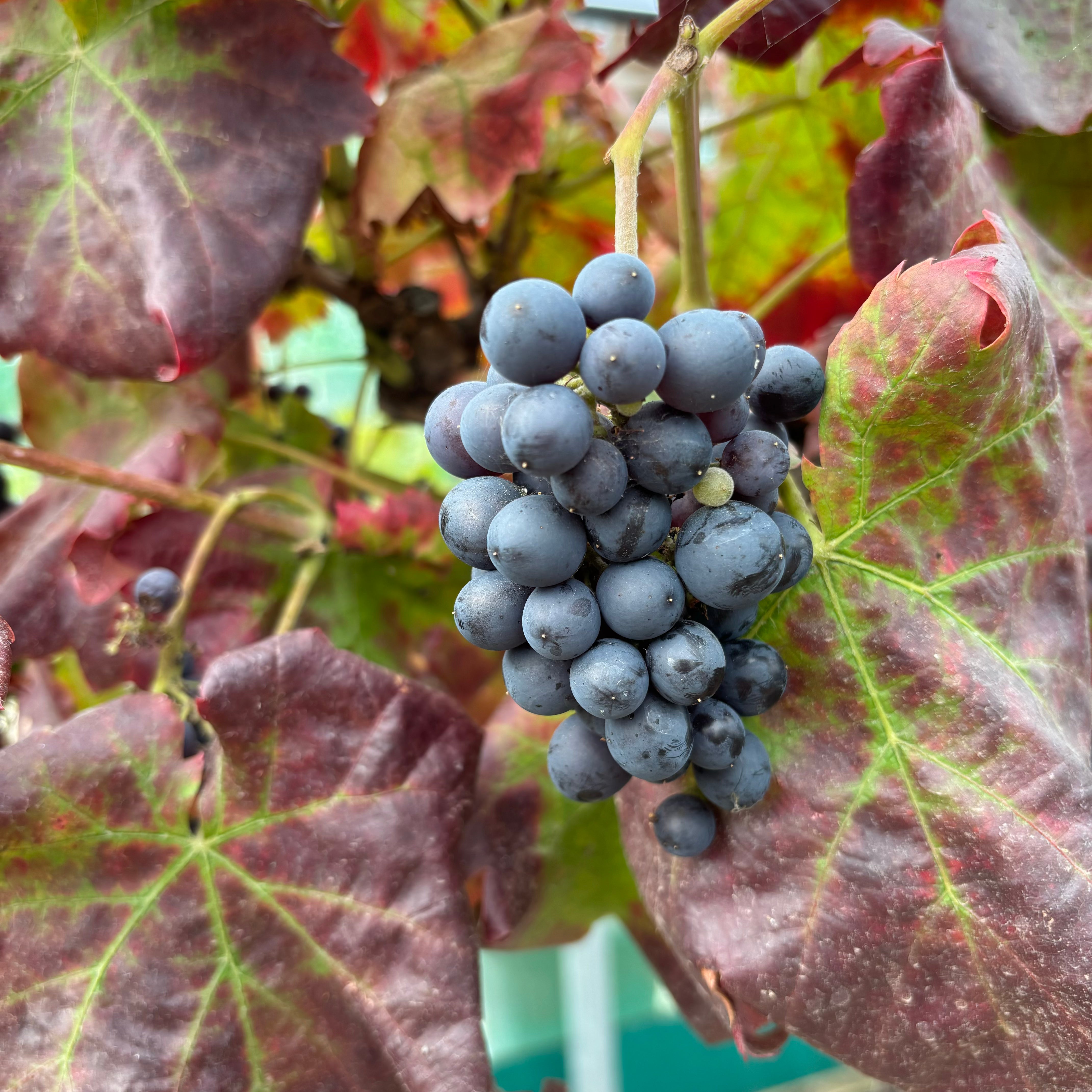 See our collection of of grapevines to buy online