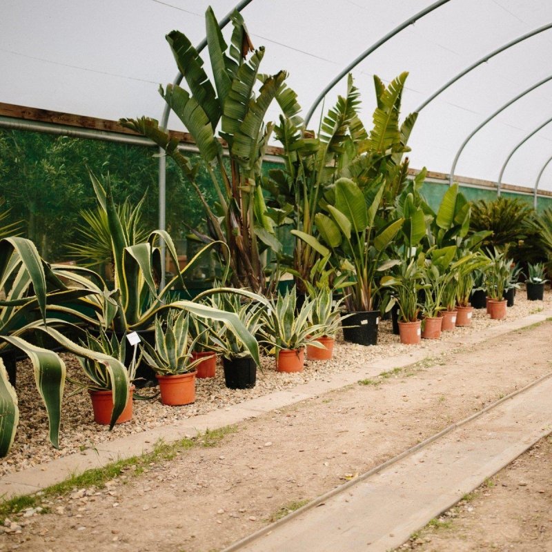 Tropical - Web Garden Centre