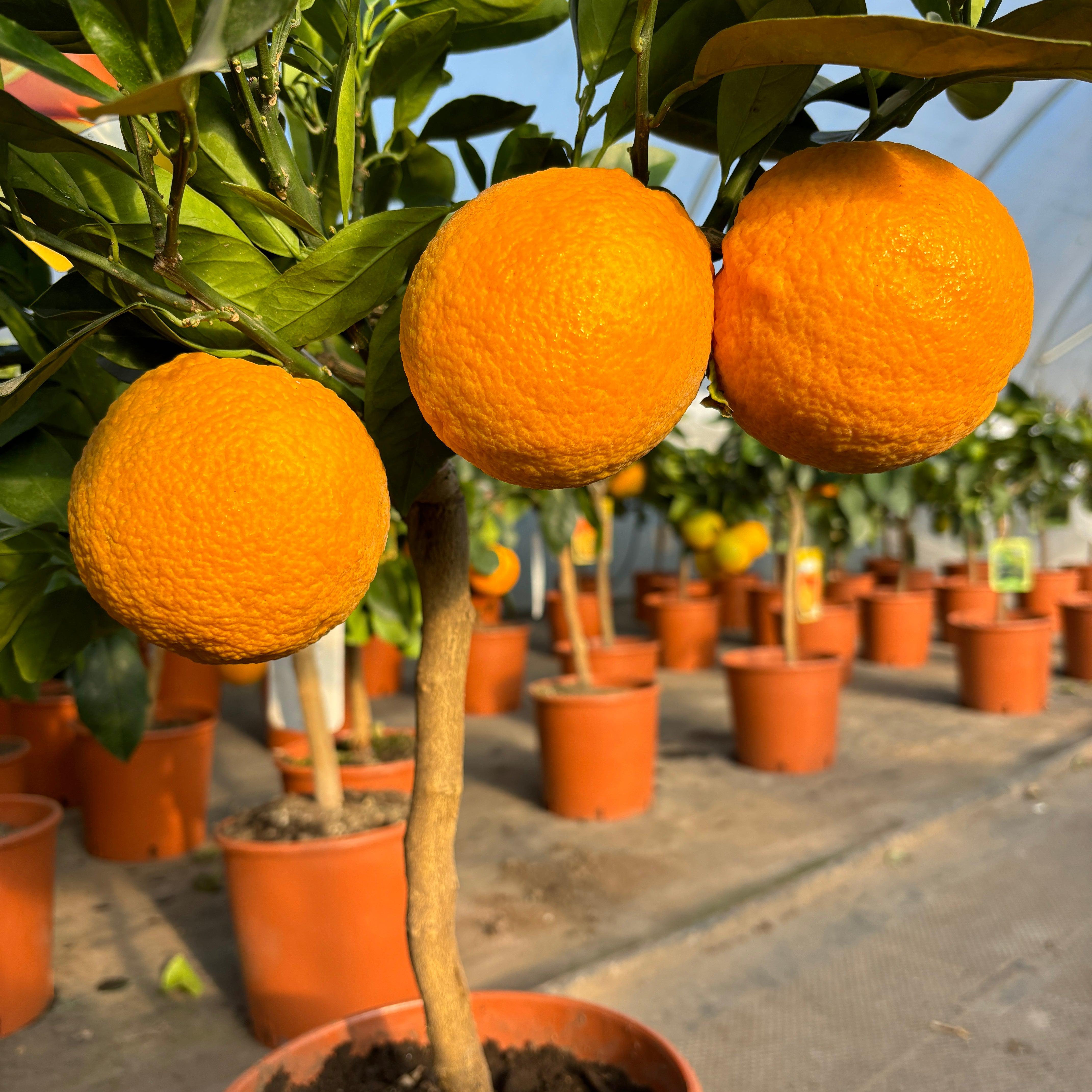 orange tree pot plant Orange Citrus Tree 60-80cm 5L – Web Garden Centre