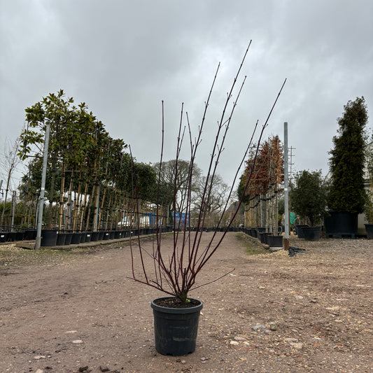 Cornus alba Kesselringii  170-180cm 25L - Buy Plants Online from  Web Garden Centre - Just £150! 