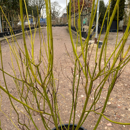 Cornus sericea 'Flaviramea' 200-210cm 25L - Buy Plants Online from  Web Garden Centre - Just £150! 