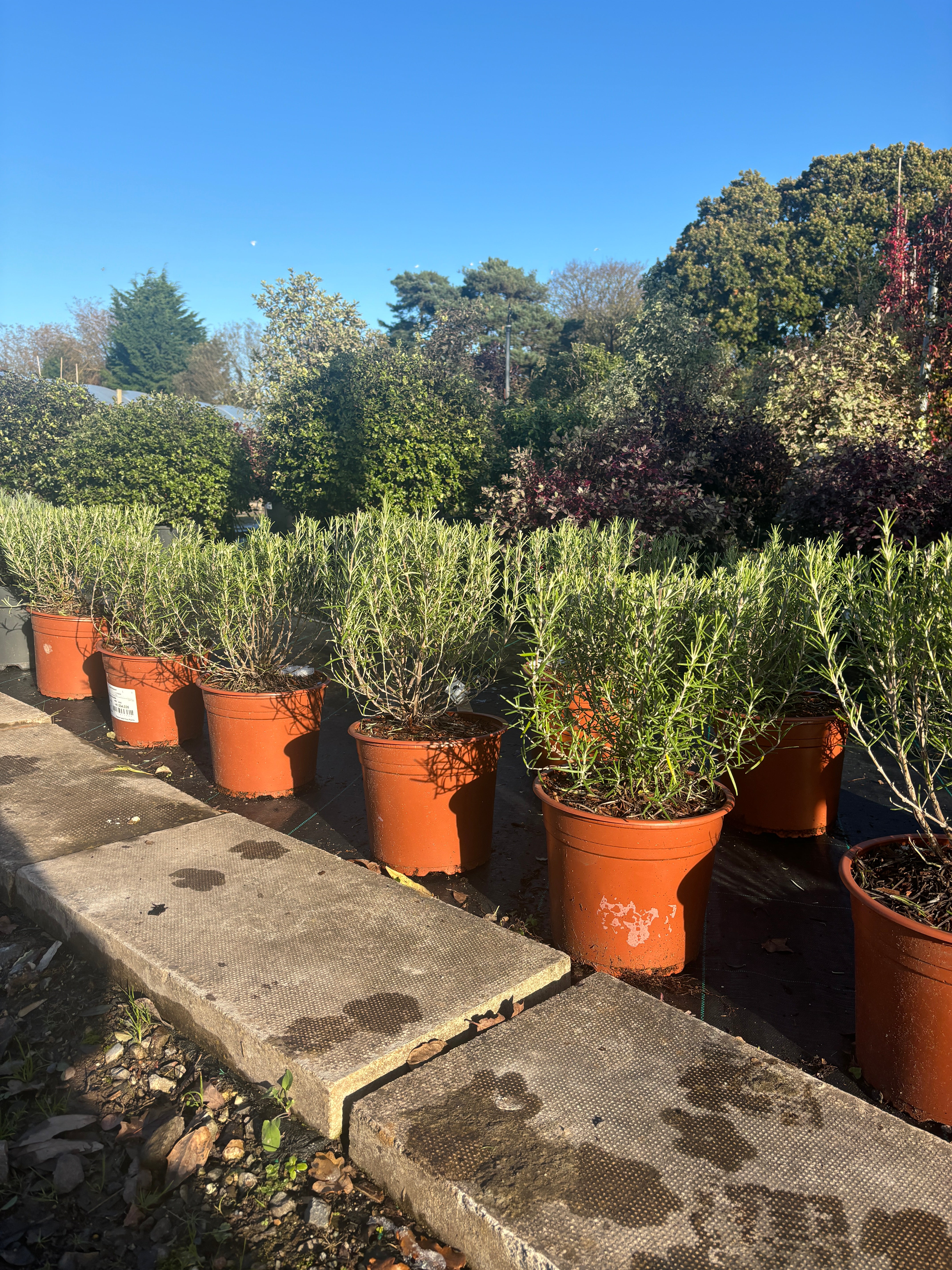 Rosemary - Buy Plants Online from  Web Garden Centre - Free Delivery