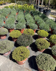 Lavender 'Hidcote'