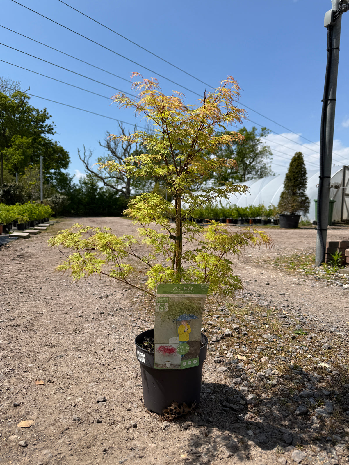 Acer Palmatum 'Emerald Lace' 60-80cm 3L