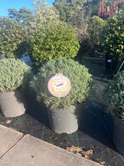 Lavender Munstead 40-60cm 7.5L - Buy Plants Online from  Web Garden Centre - Free Delivery