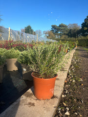 Rosemary - Buy Plants Online from  Web Garden Centre - Free Delivery