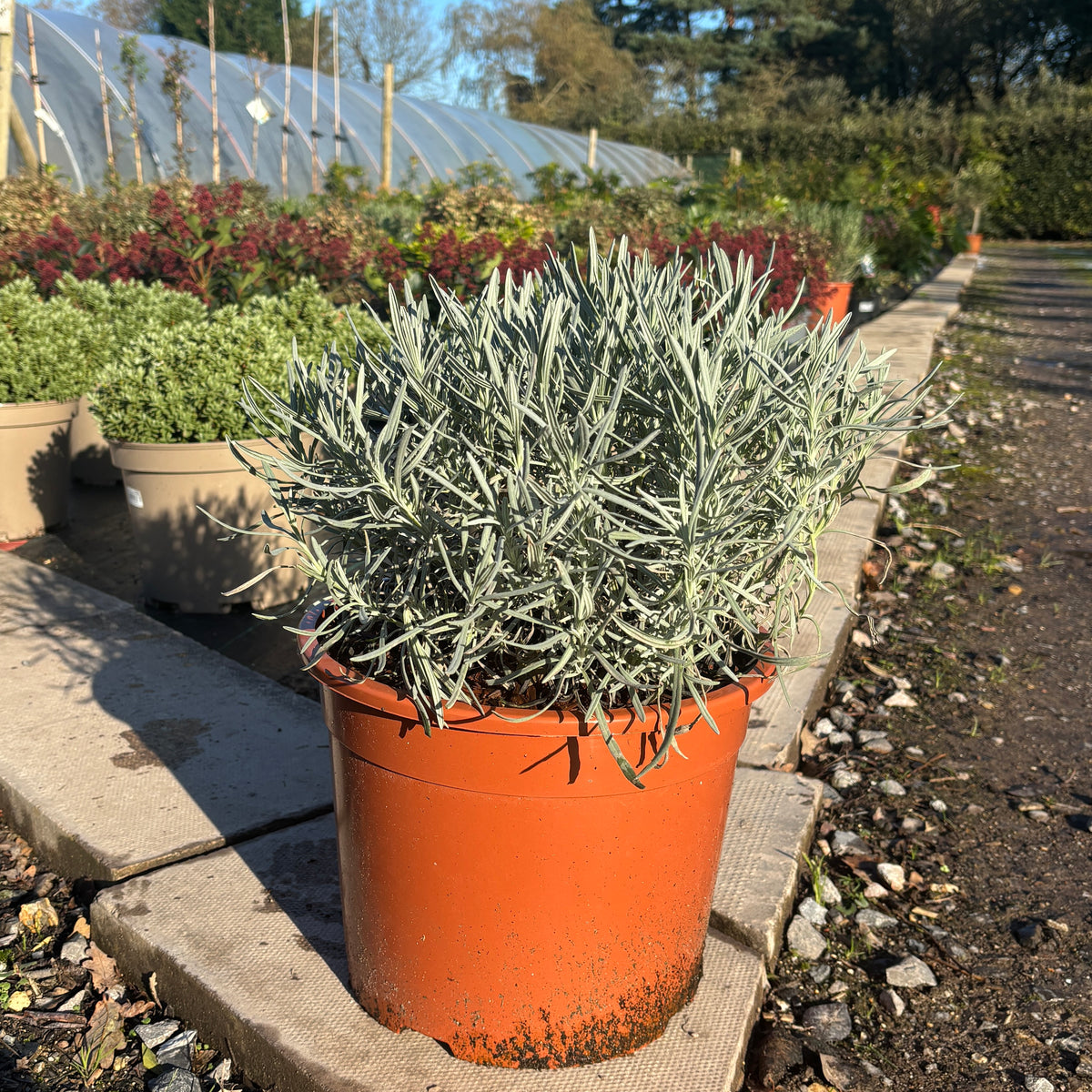 Lavender 'Hidcote' - Buy Plants Online from  Web Garden Centre - Free Delivery