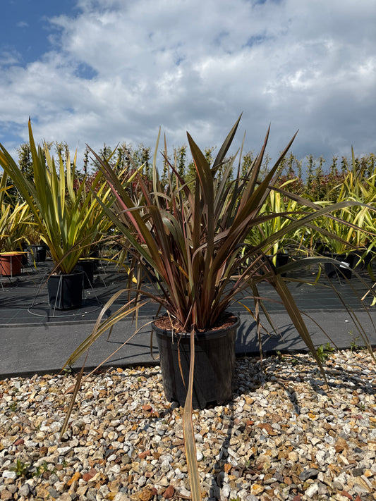 Phormium Tenax Sundowner 120-130cm 20L