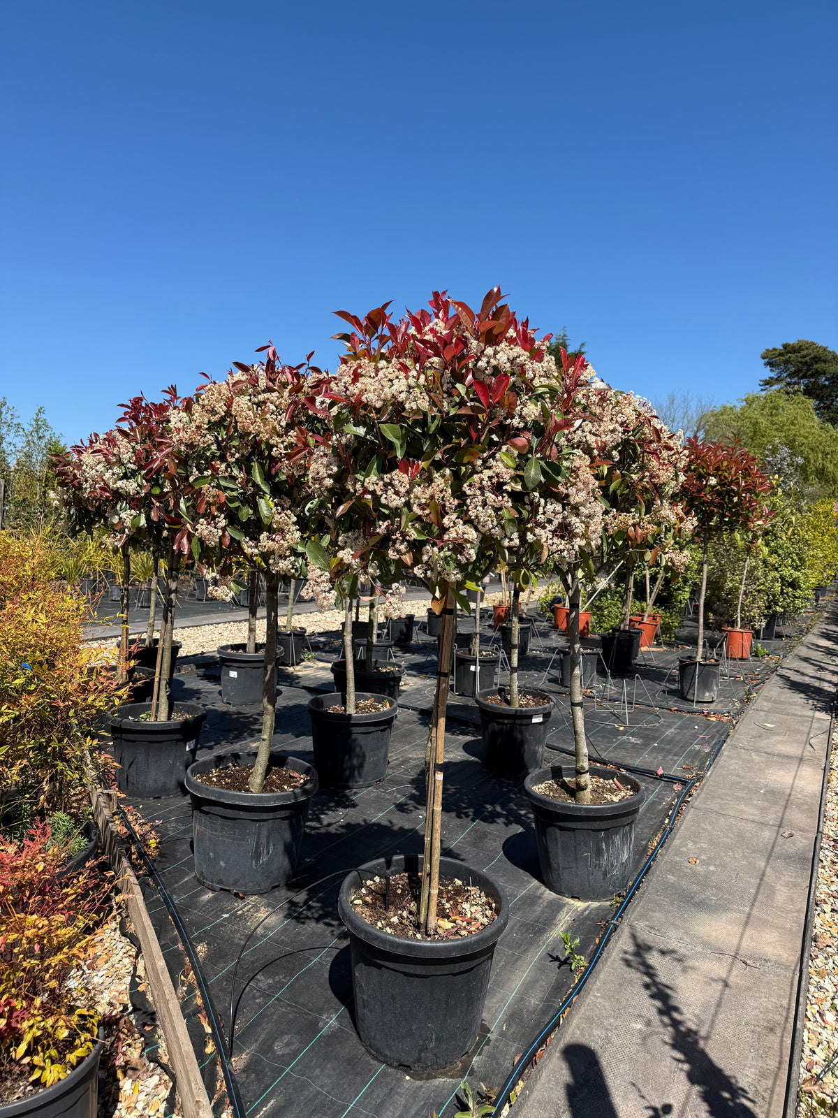 Photinia x Fraseri Red Robin 1/2 Standard 140-160cm 18L