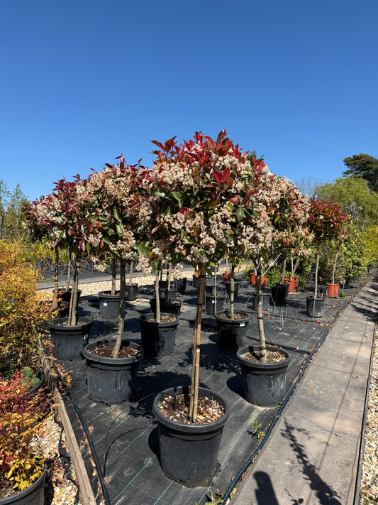 Photinia x Fraseri Red Robin 1/2 Standard 140-160cm 18L