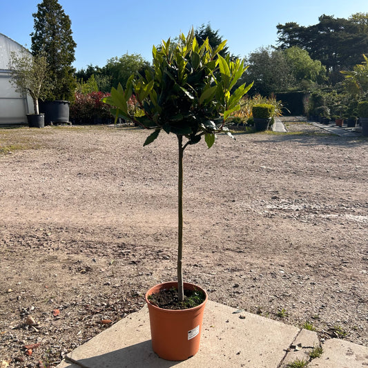 Standard Bay Trees - Buy Plants Online at Web Garden Centre