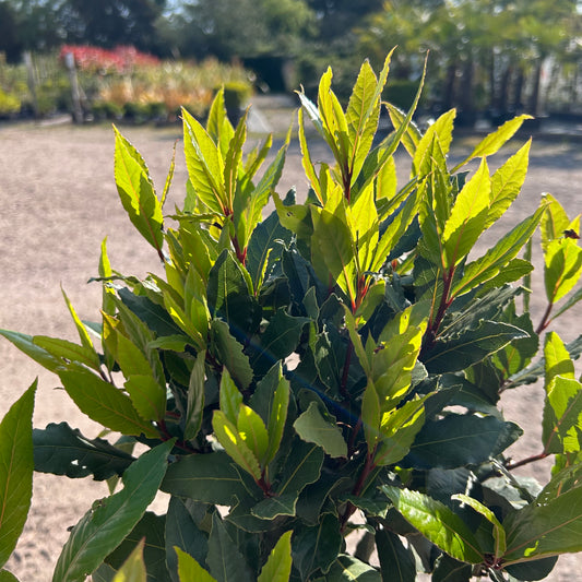 Standard Bay Trees - Buy Plants Online at Web Garden Centre