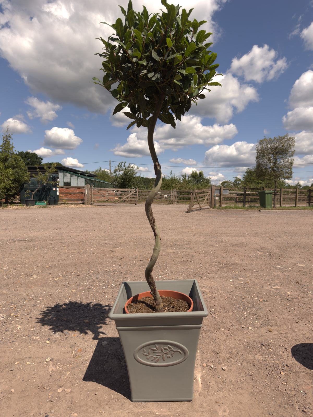 Spiral Bay Trees - Buy Plants Online at Web Garden Centre