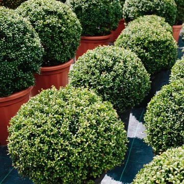 Garden online plants online