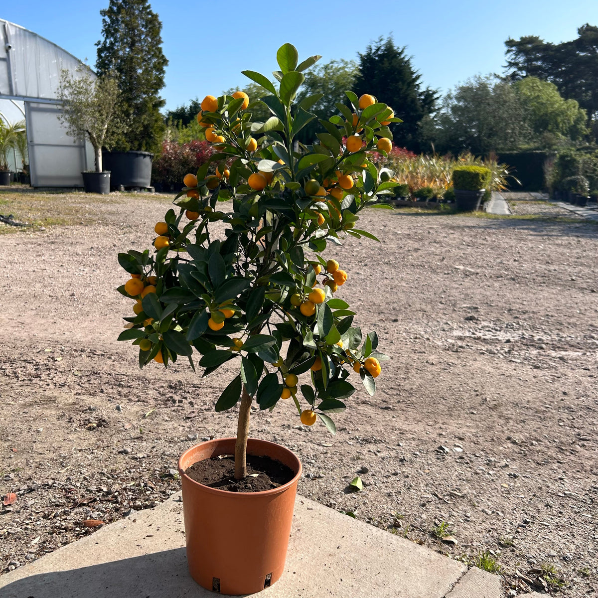 calamondin tree height Calamondin Citrus Tree 60-80cm 5L – Web Garden Centre