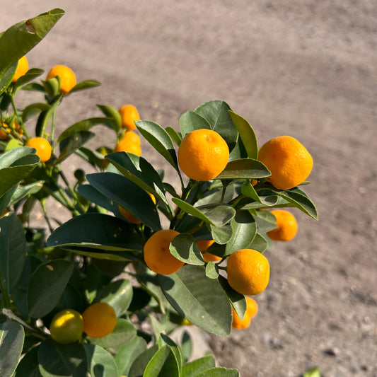 Calamondin Citrus Tree 60-80cm 5L - Buy Plants Online at Web Garden Centre