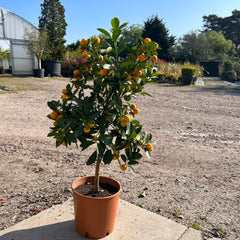 Calamondin Citrus Tree 60-80cm 5L - Buy Plants Online at Web Garden Centre