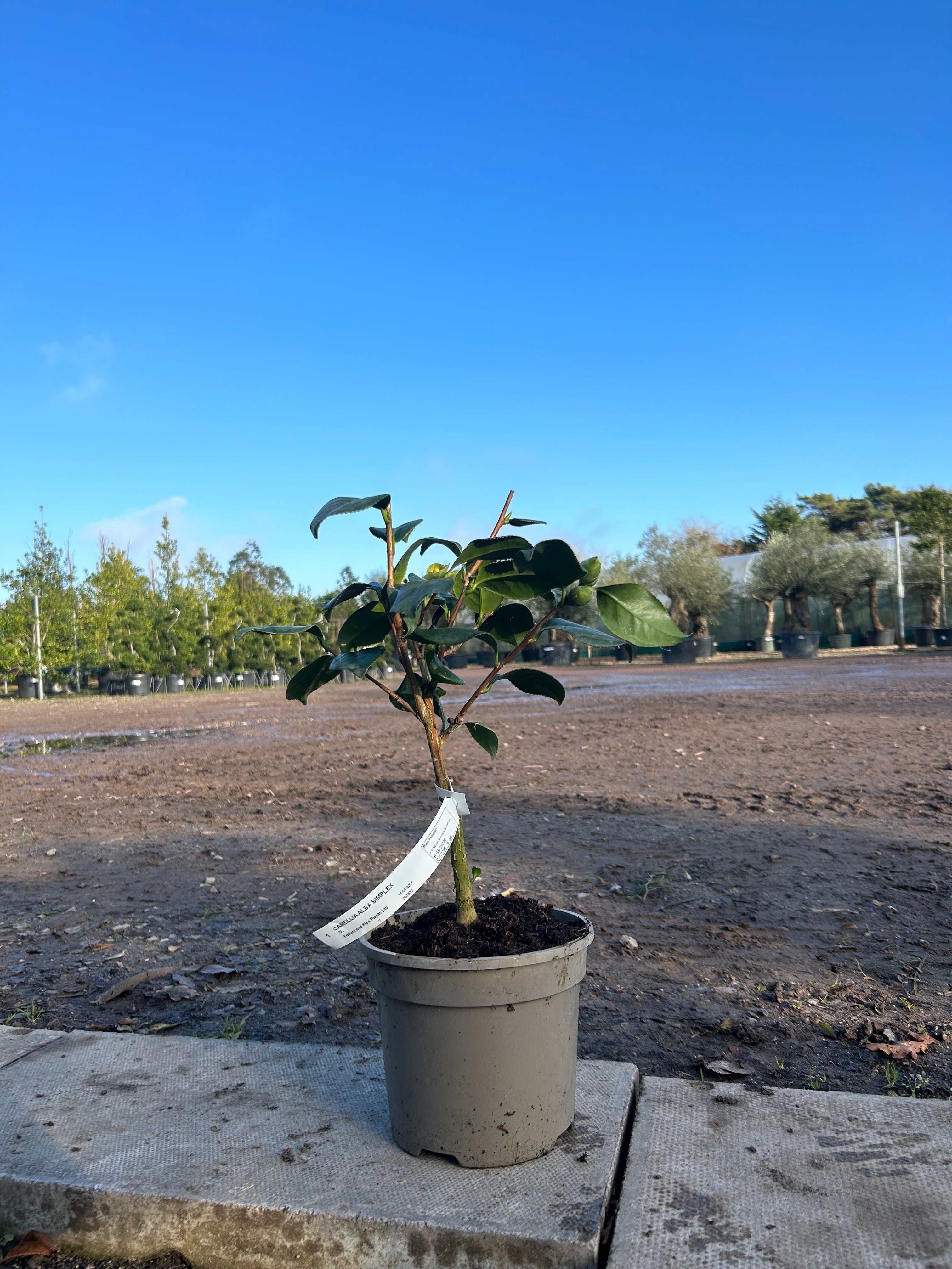 Camellia Japonica 'Alba Simplex' 50cm 3L - Buy Plants Online from  Web Garden Centre - Free Delivery