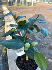 Camellia Japonica 'Alba Simplex' 50cm 3L - Buy Plants Online from  Web Garden Centre - Free Delivery