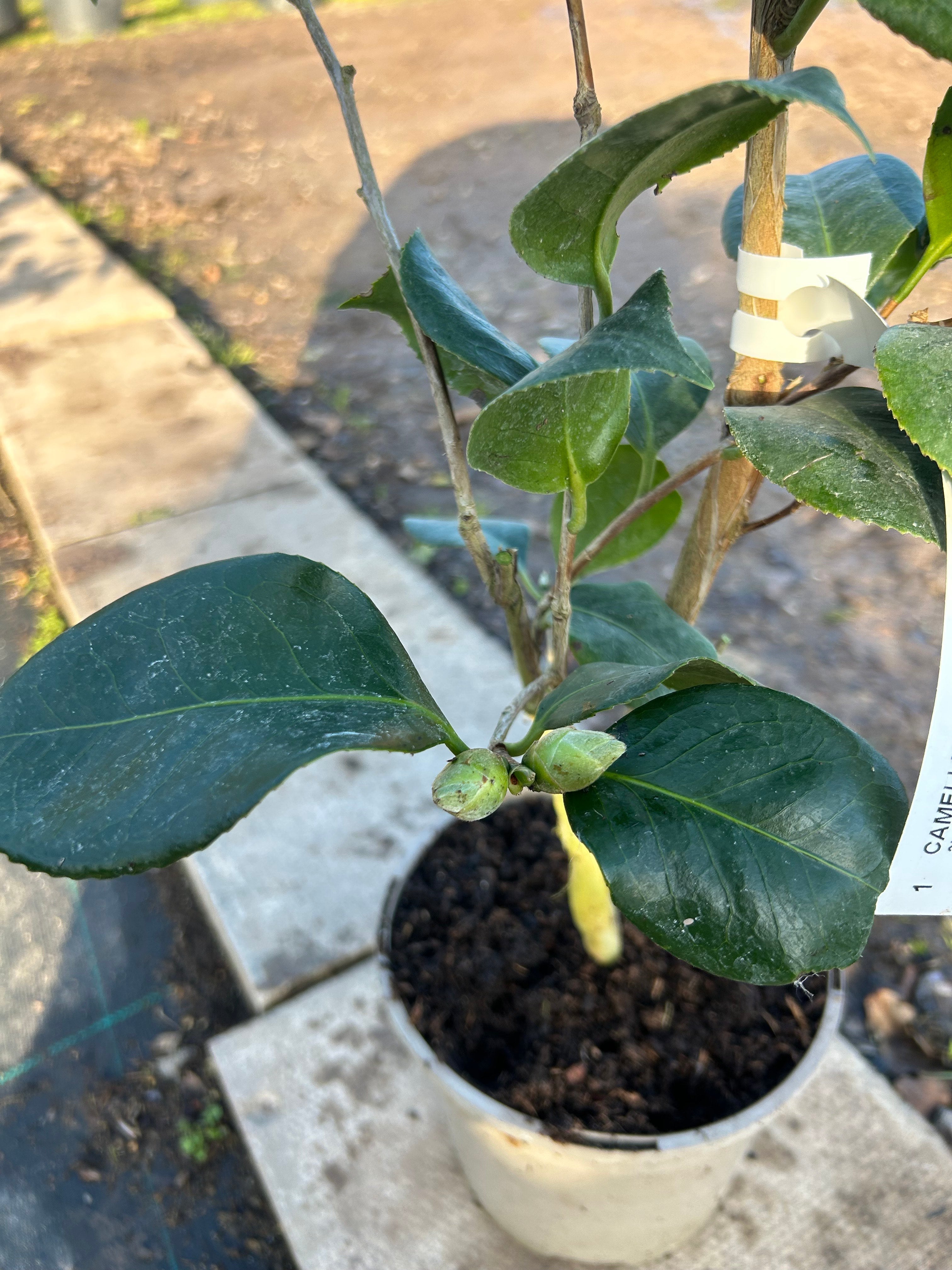 Camellia Japonica 'Dobreei' 70cm 3L - Buy Plants Online from  Web Garden Centre - Free Delivery